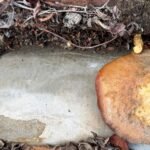 Scellement mortier dégradé débris végétaux toiture – couvreur à Villeneuve (04)